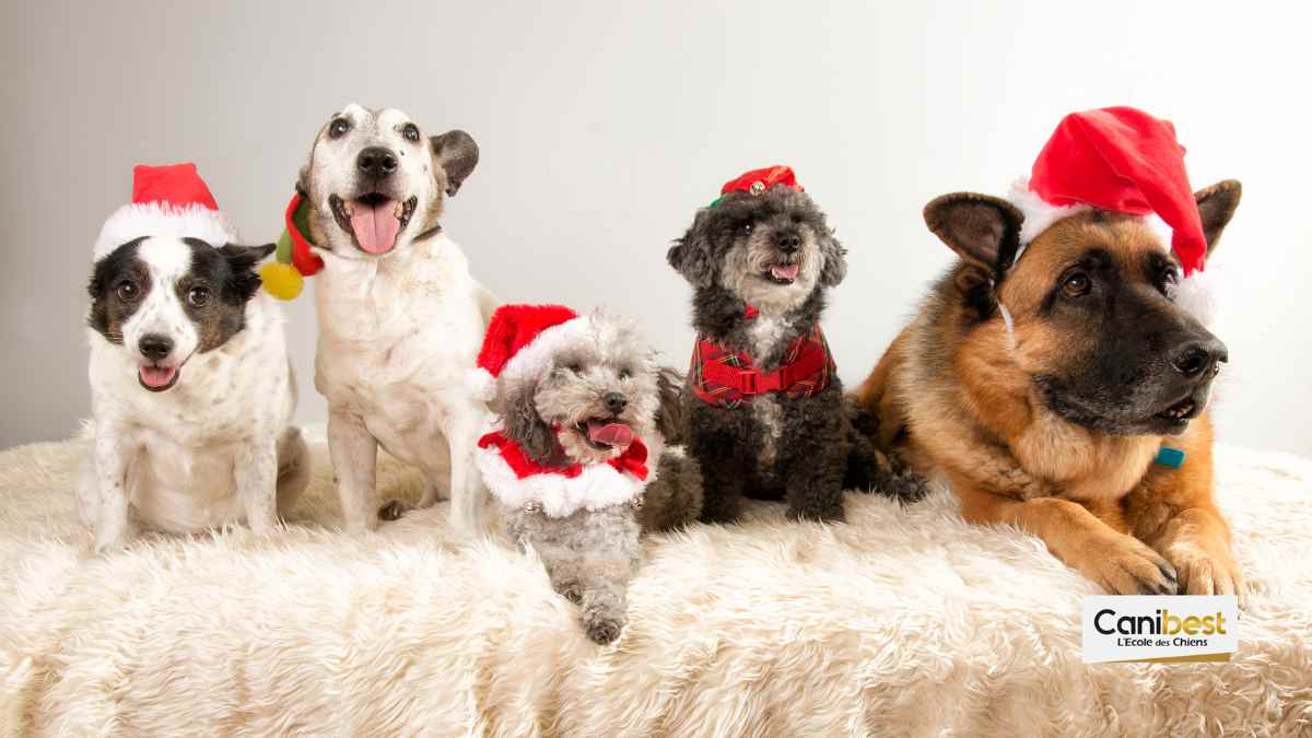 Le repas de Noël de nos chiens