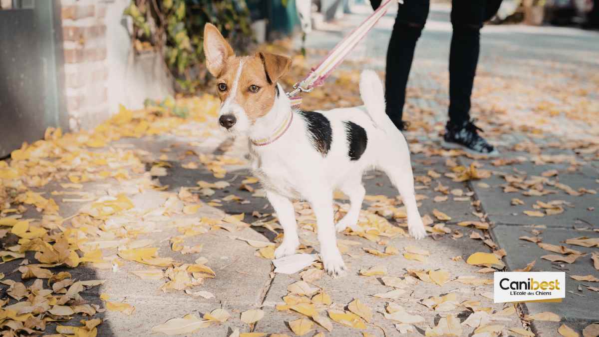 Le rôle des chiens dans la rencontre amoureuse