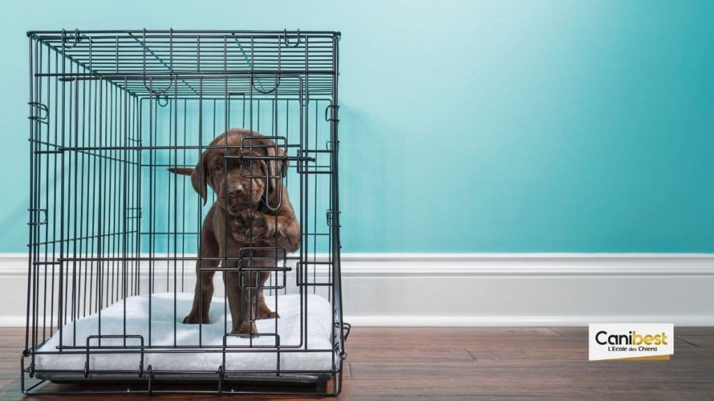 Les cages pour chien en métal 