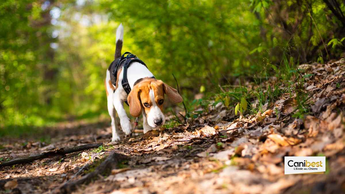 Les chiens tueurs de serpents