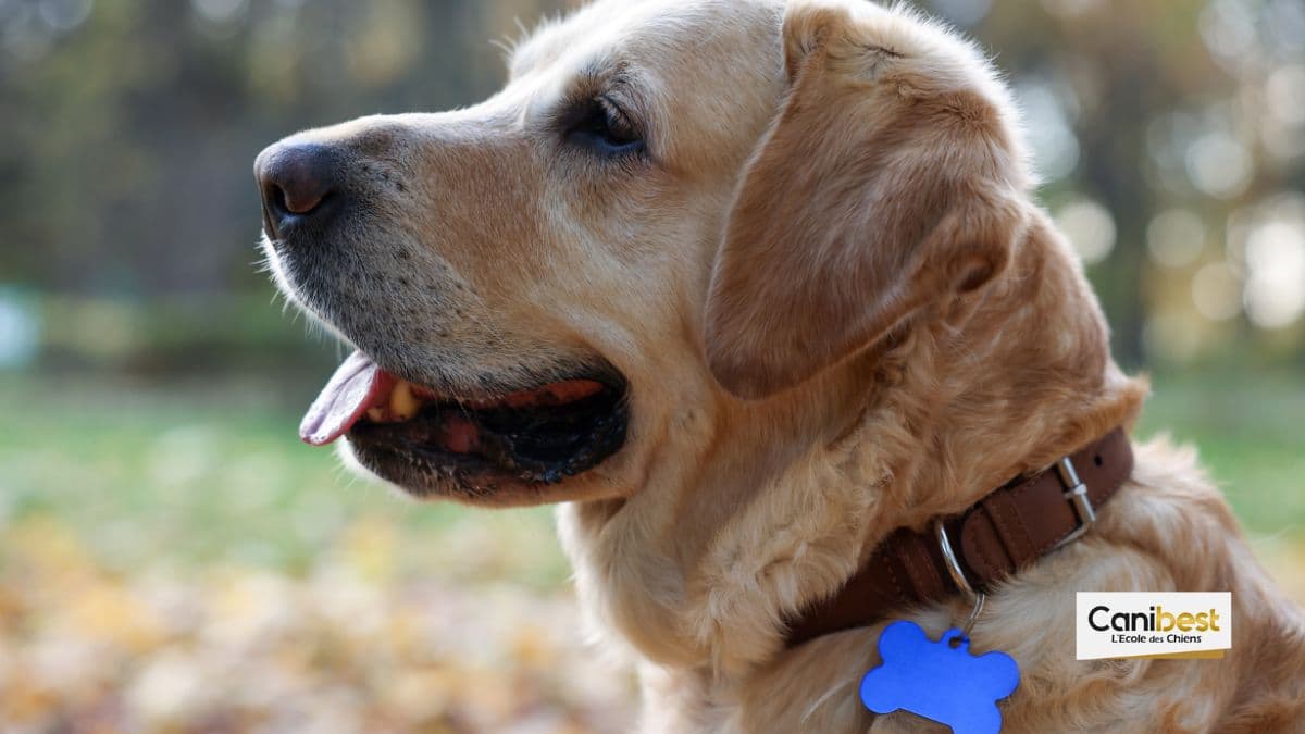 Médailles pour chien