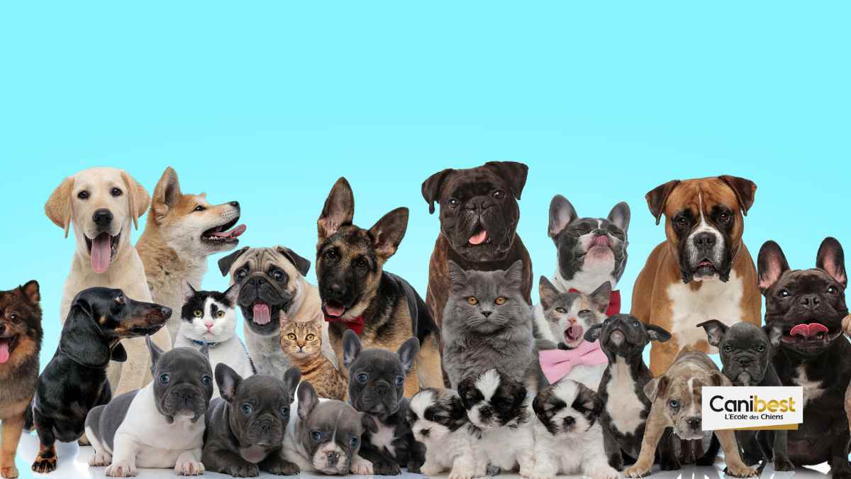 Pétition contre la fin de 30 millions d&rsquo;amis