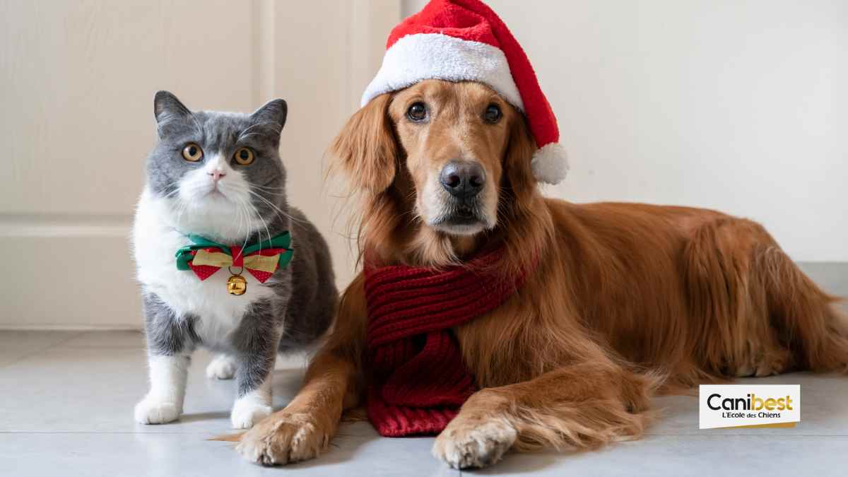 Portes ouvertes à la SPA de gennevilliers (92)