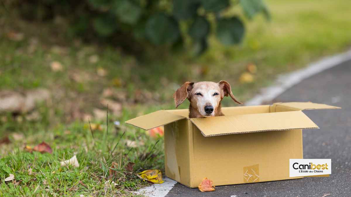 Remi Gaillard organise un festival en faveur des chiens laissés à l’abandon