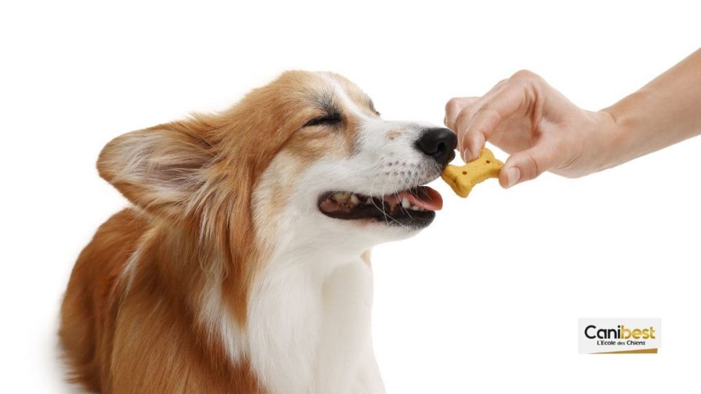 récompenser son chien