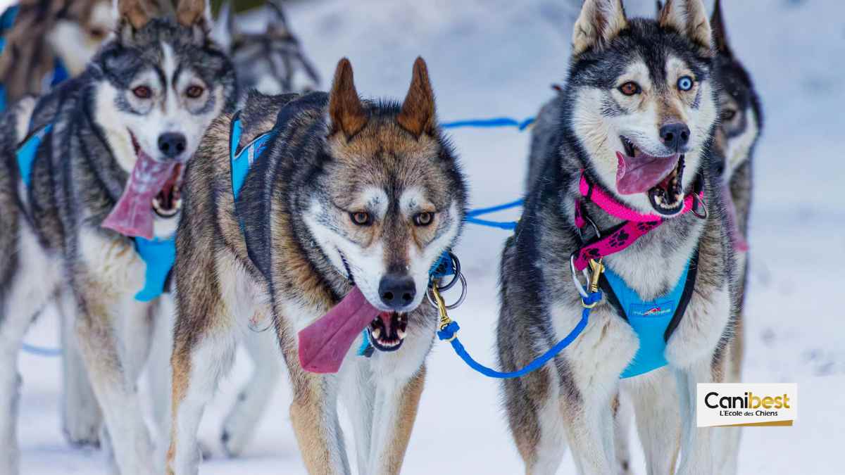 Scandale de dopage dans une course de chiens de traineaux