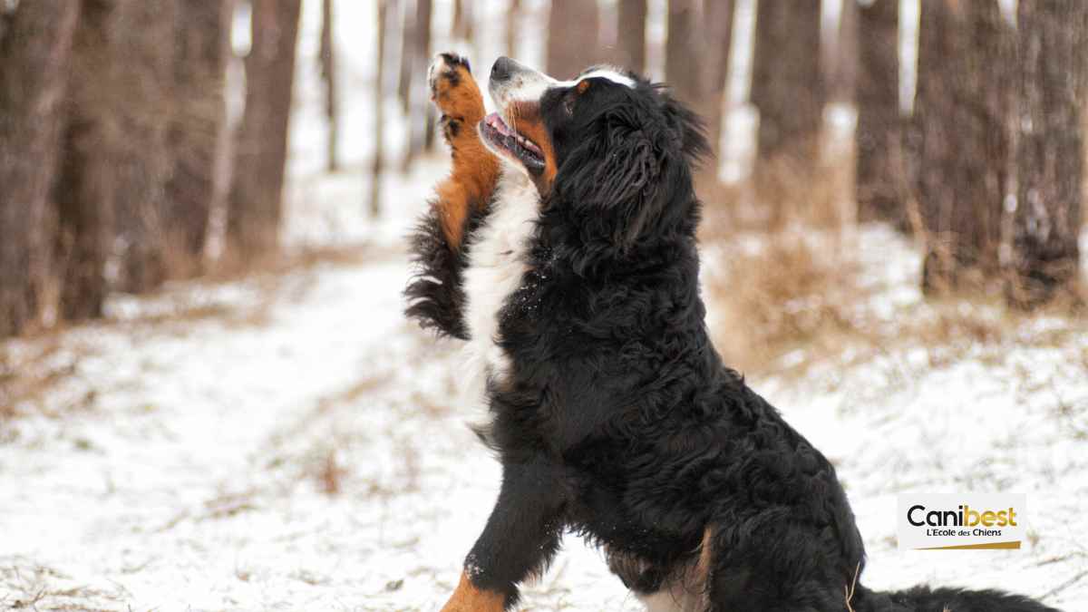 Un nouveau statut pour les chiens québécois – Un exemple à suivre