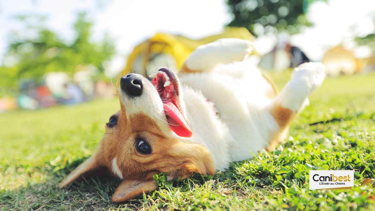 Un permis obligatoire pour détenir un chien en allemagne