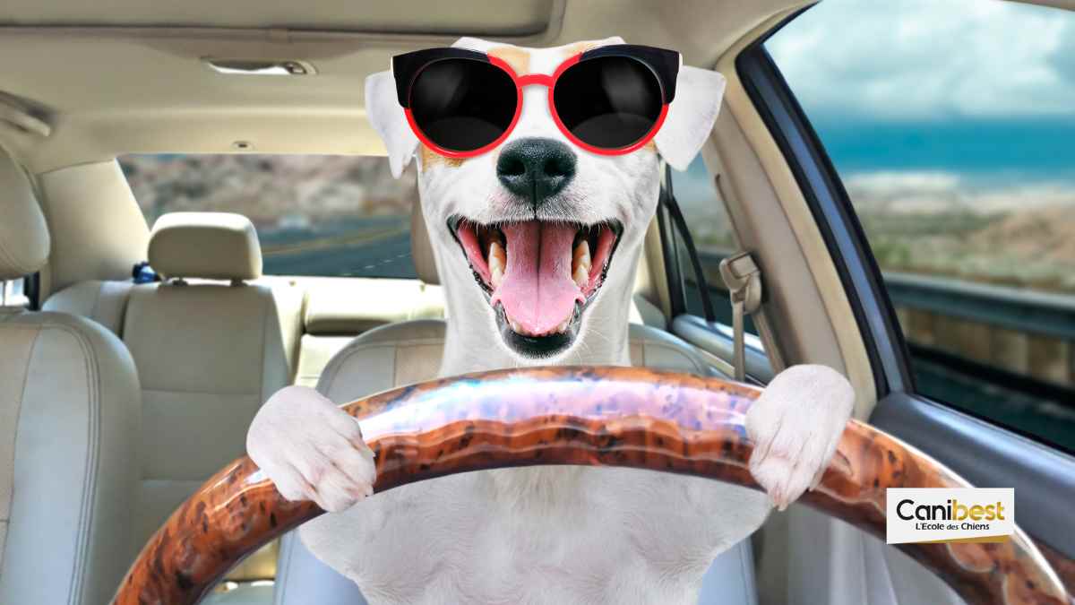 Une voiture spécialement conçue pour les chiens !