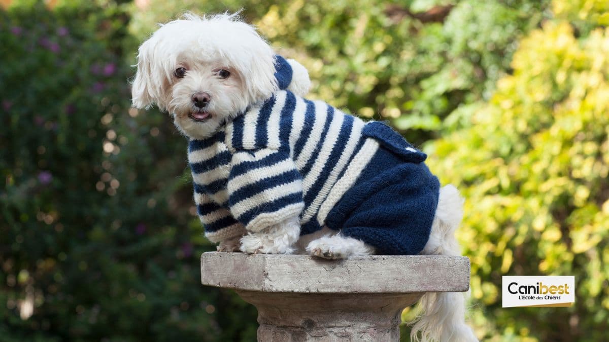 Vêtements pour chien