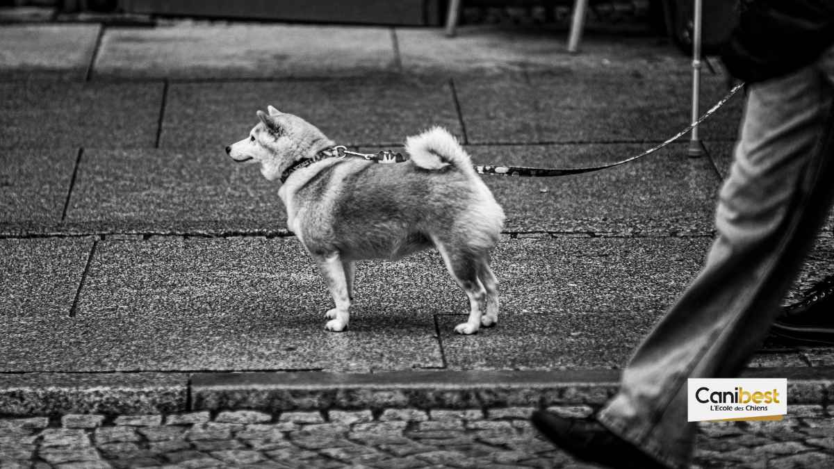Vidéo de dressage de chiens dans les années 30