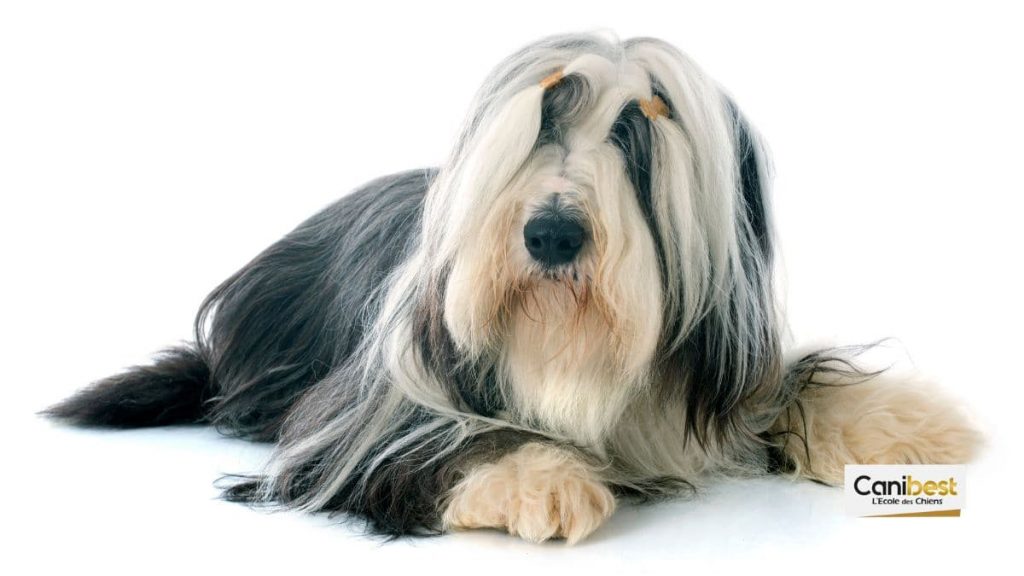 Bearded Collie: tout savoir sur cette race de chien