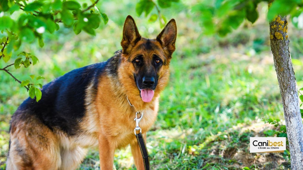 les bergers et bouviers