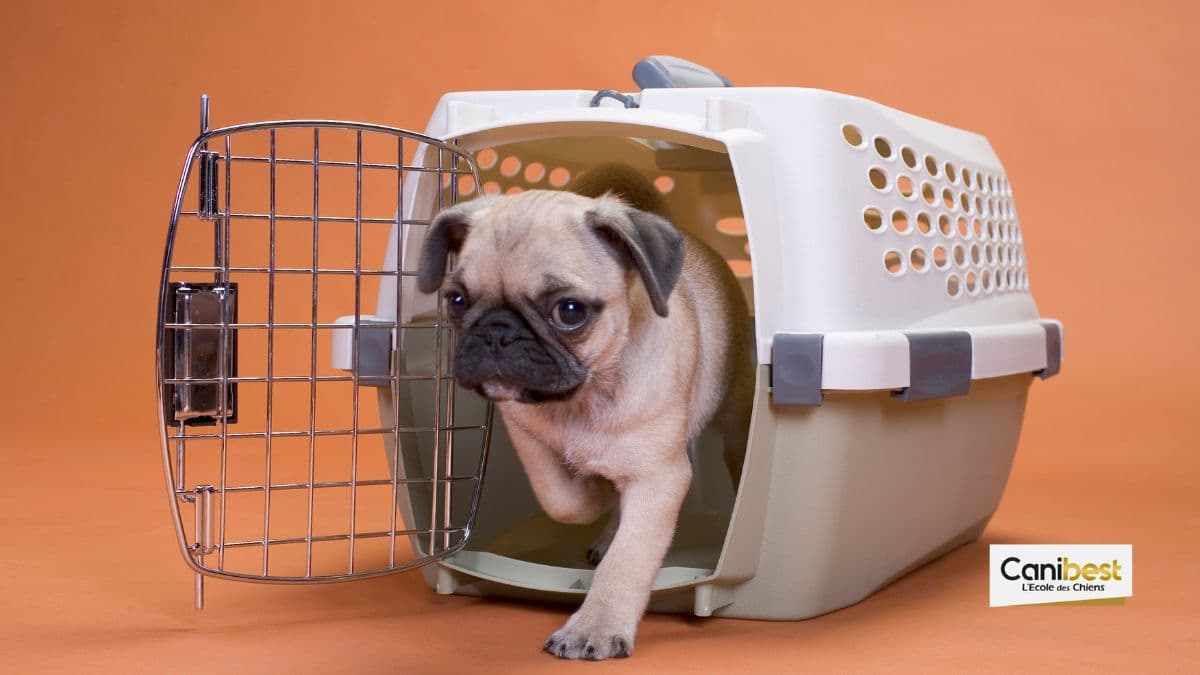 Cage pour chien
