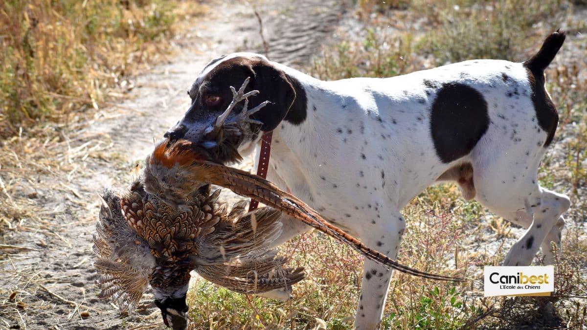 chiens de gibier