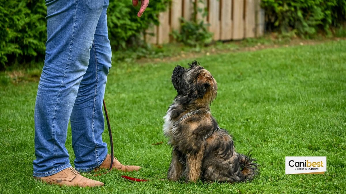 clicker training chien