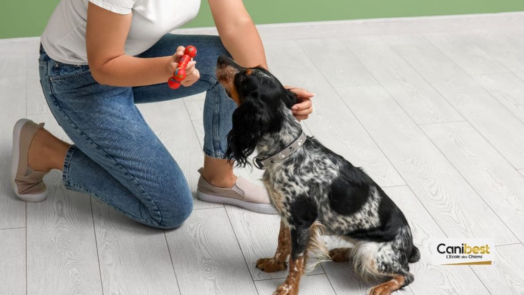 apprendre à son chien à s'asseoir