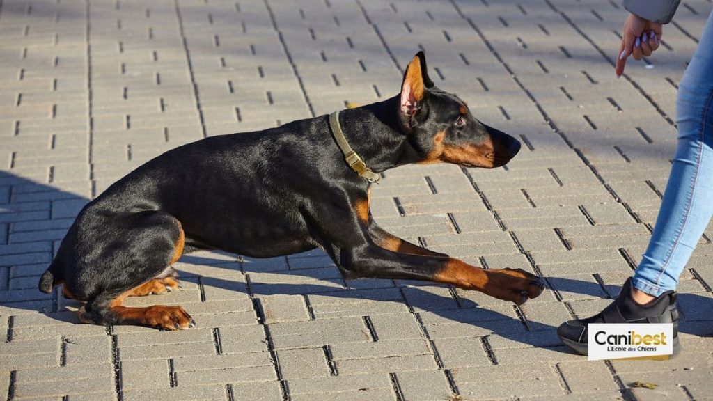 apprendre l'ordre coucher à un chien