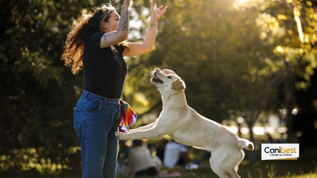 apprendre à un chien à ne pas sauter