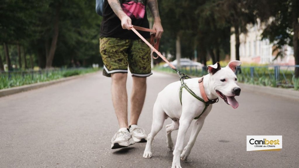 dresser un chien pour ne pas tirer la laisser
