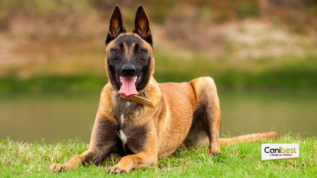 berger-malinois