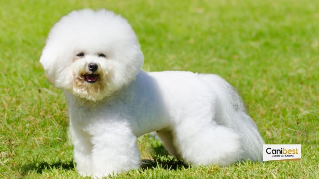 bichon frisé