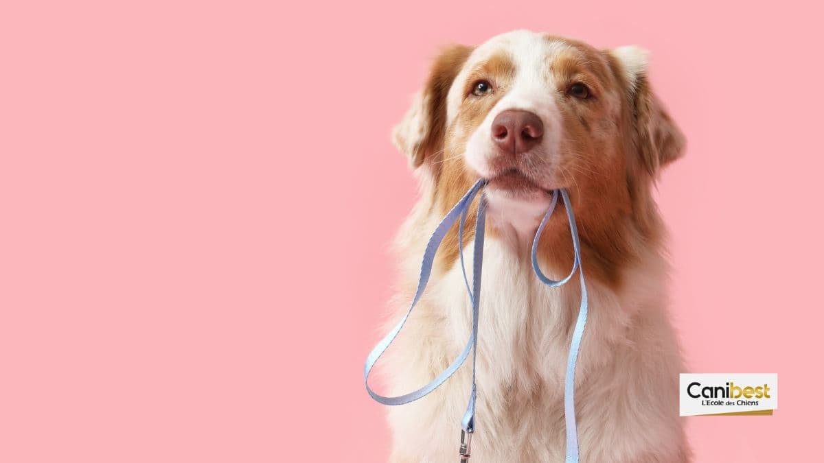 laisse pour chien