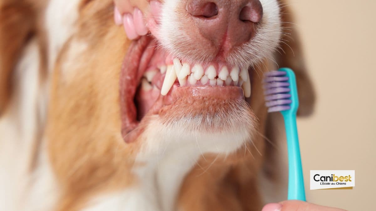 laver les dents d'un chien