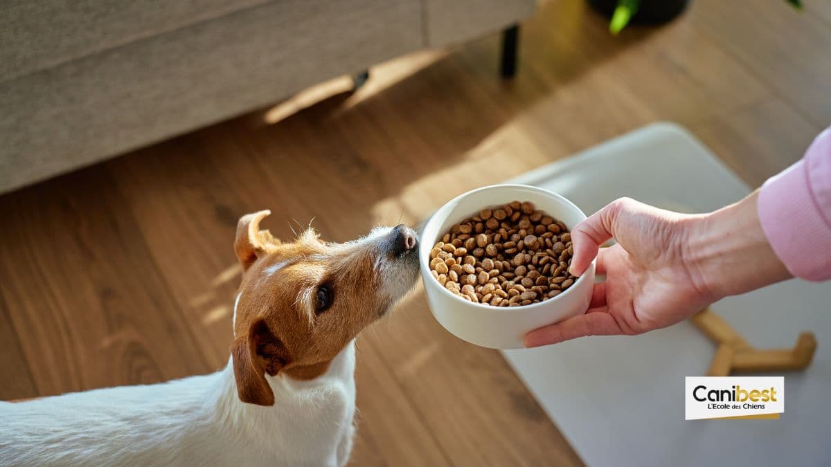 comment nourrir son chien ?