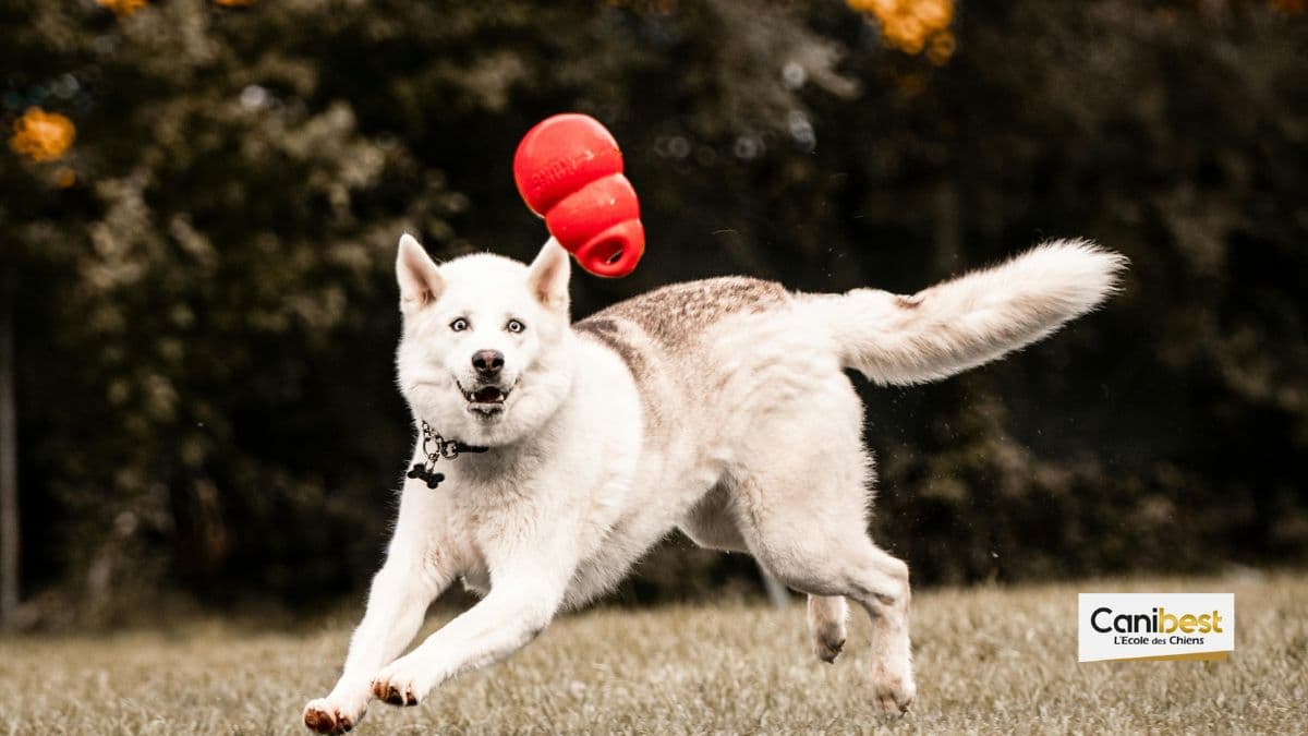 Jouet Kong pour chien - comment choisir ?