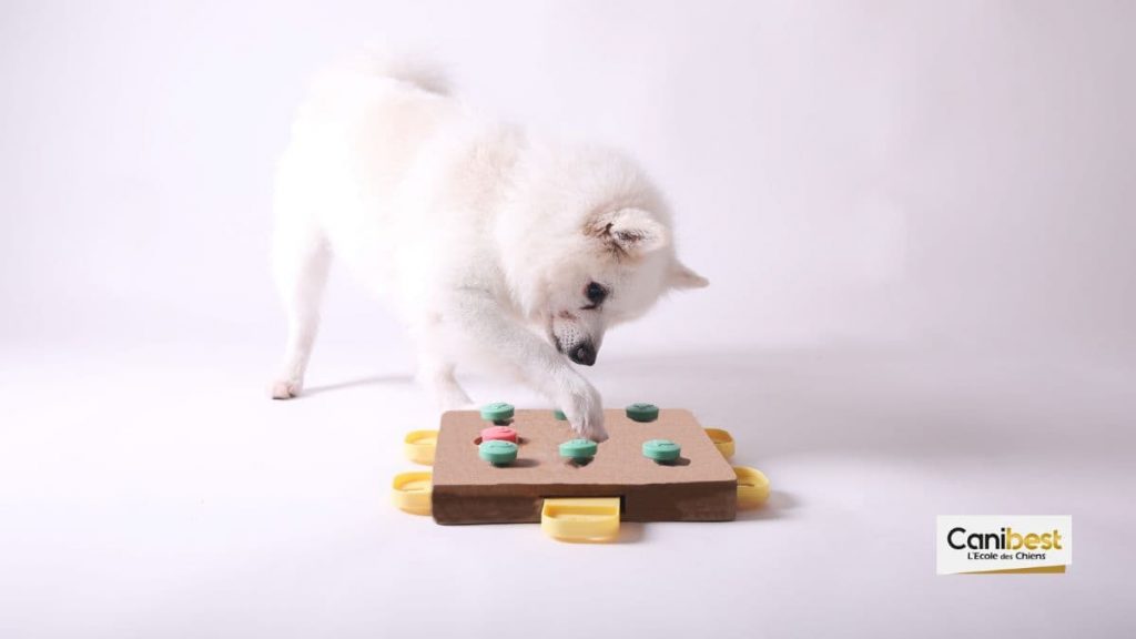 puzzle pour chien