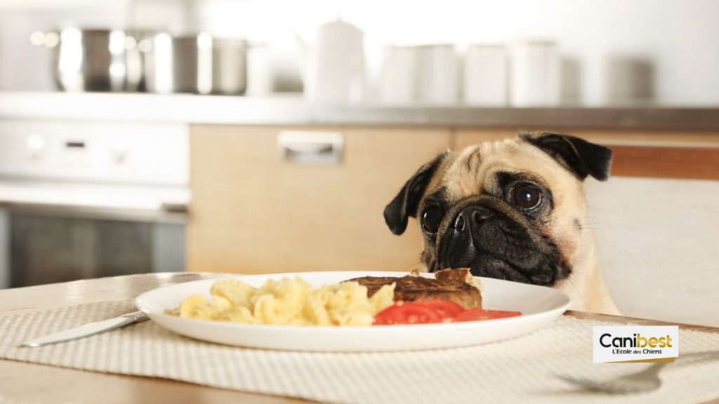 refus appât chien laisse