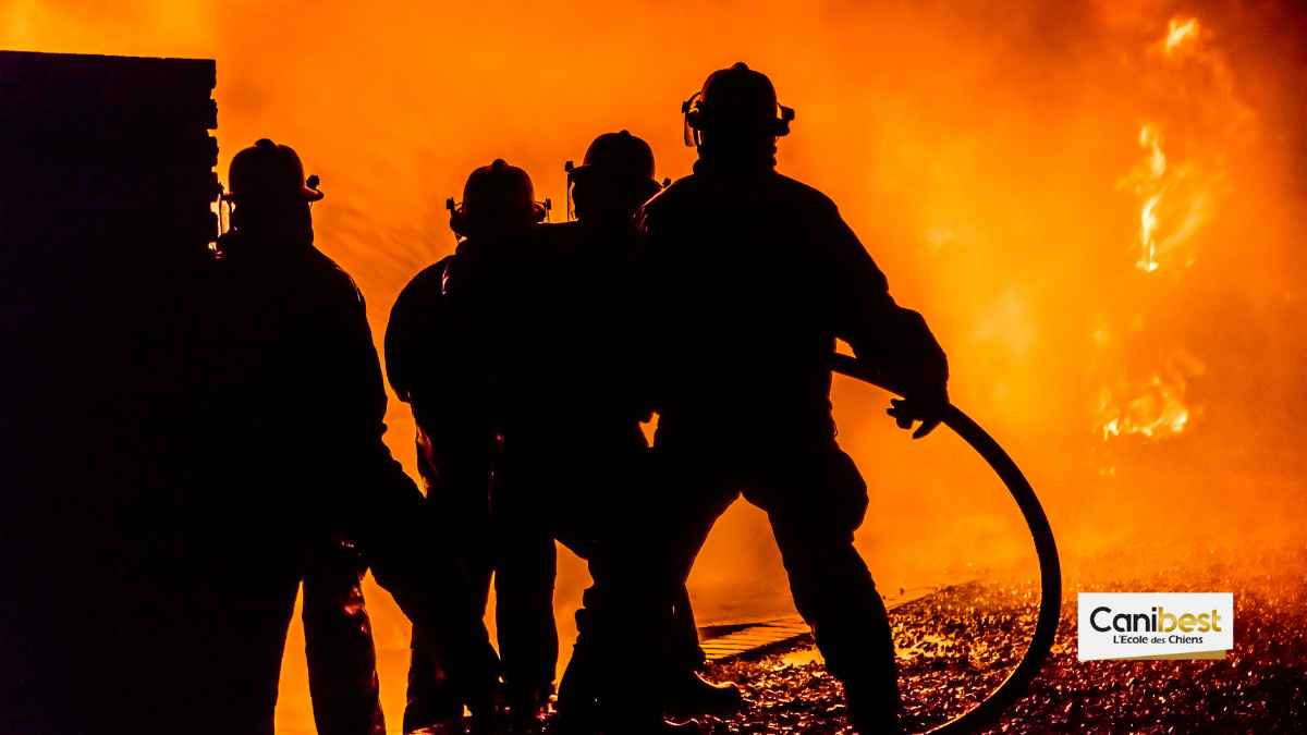 sauvetage d&rsquo;un chien par les pompiers de Marseille