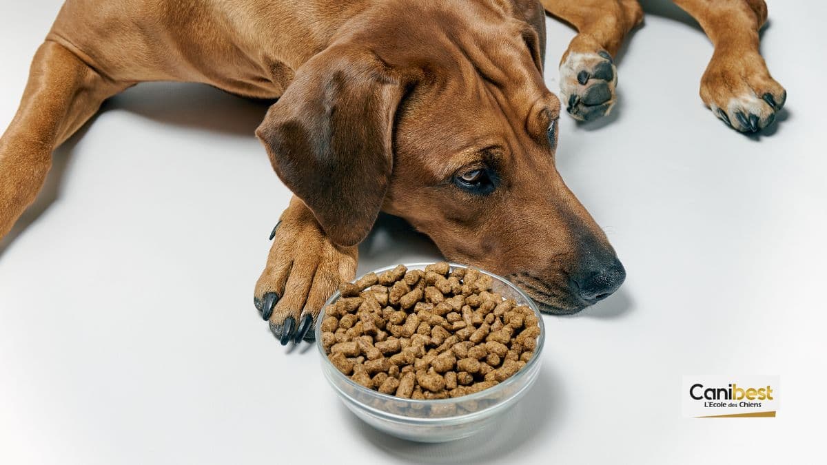 transition alimentaire chez le chien