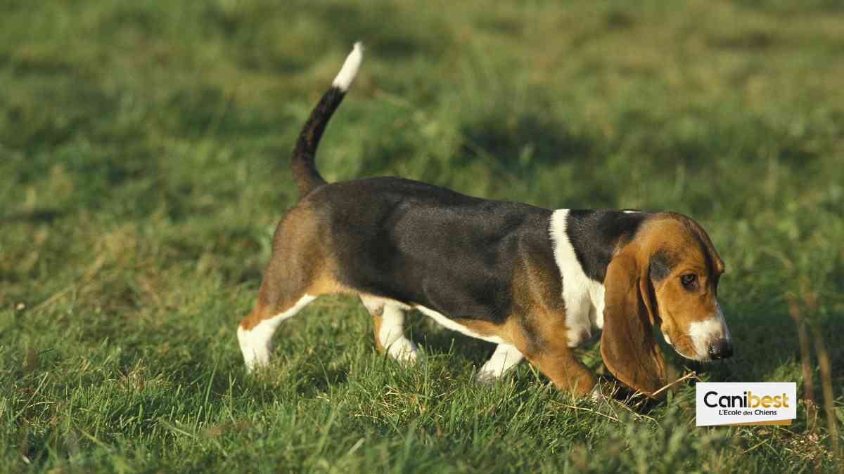 Le Basset Artésien Normand