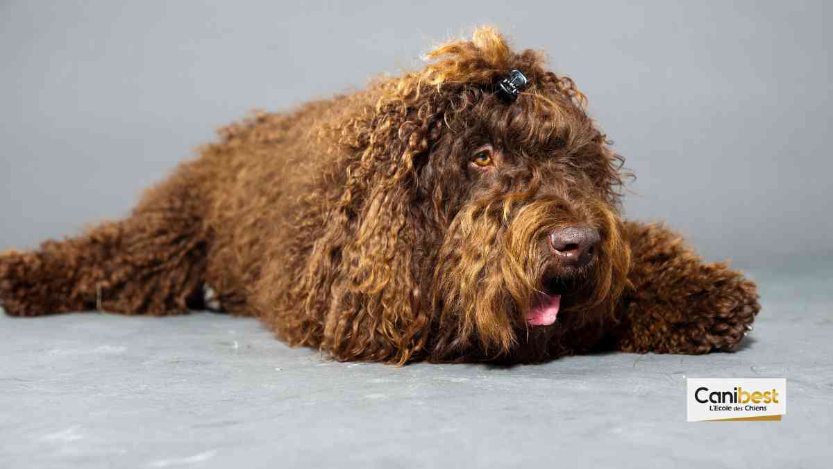 Barbet _ tout savoir sur cette race de chien