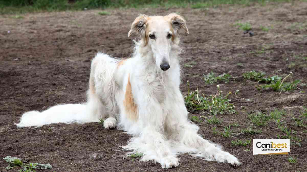 Barzoï _ tout savoir sur cette race de chien