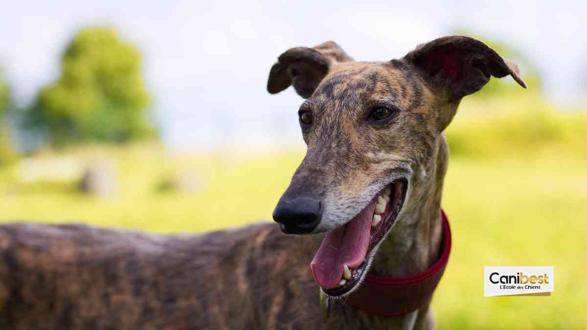 Galgo Espagnol
