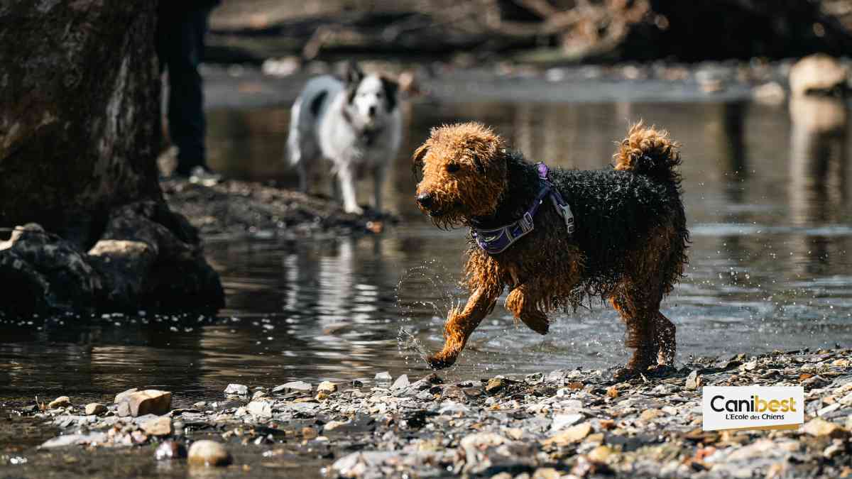 Chien d’eau Espagnol