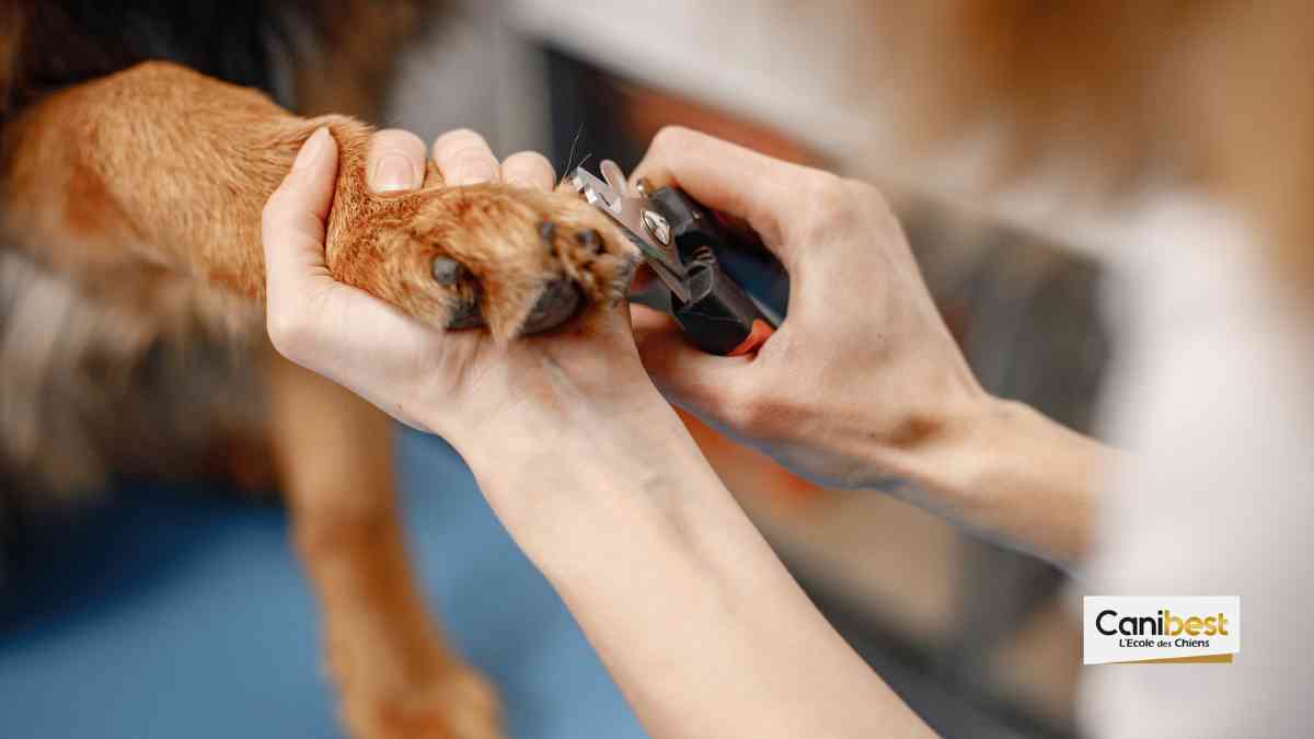 Couper les griffes d'un chien