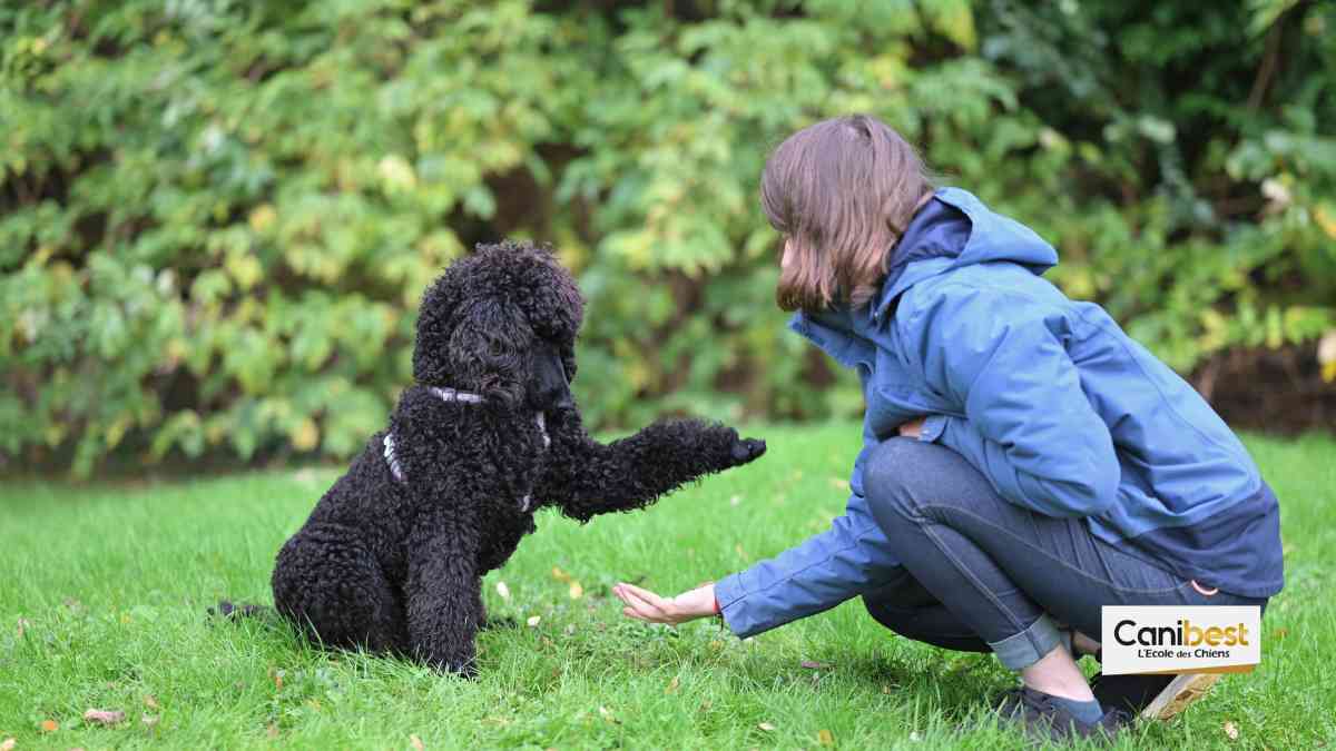 Devenir dresseur de chien