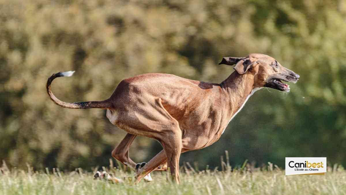 L’Azawakh : tout savoir sur cette race de chien
