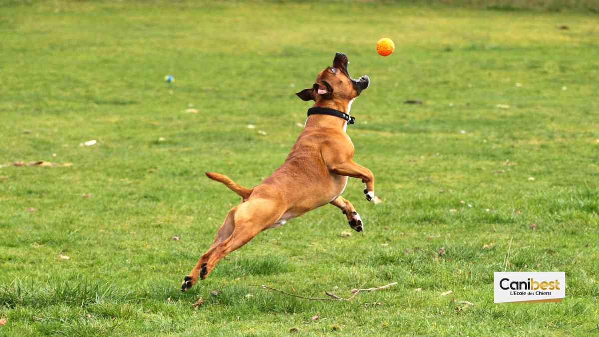 Le flyball