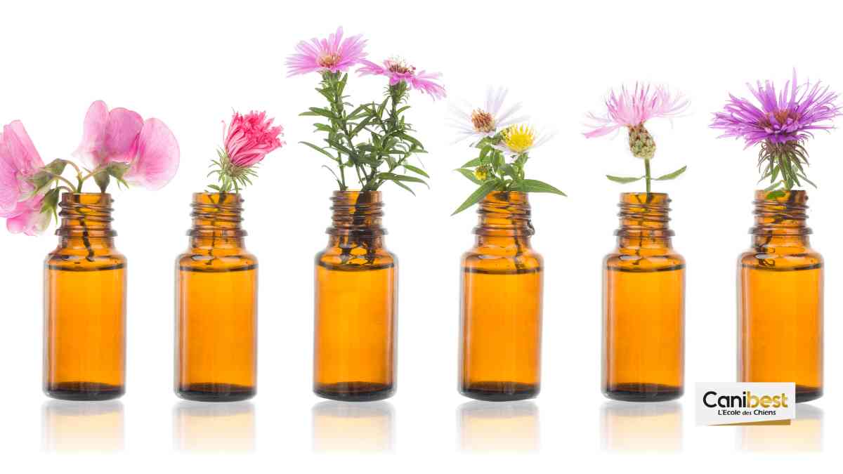 Les Fleurs de Bach pour chien