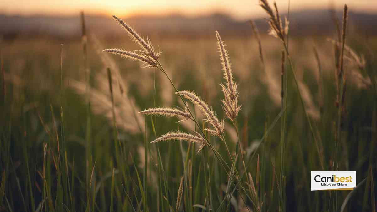 Les épillets, danger pour le chien