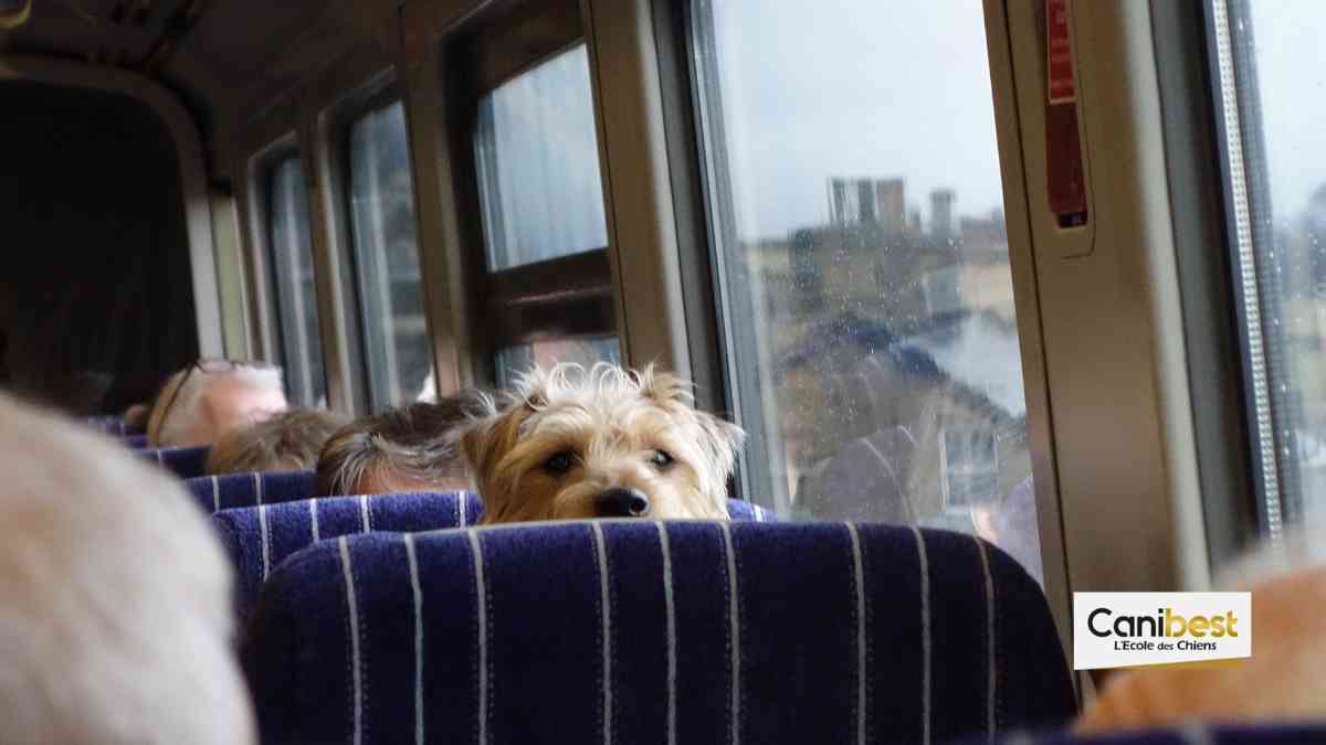Les transports en commun avec un chien