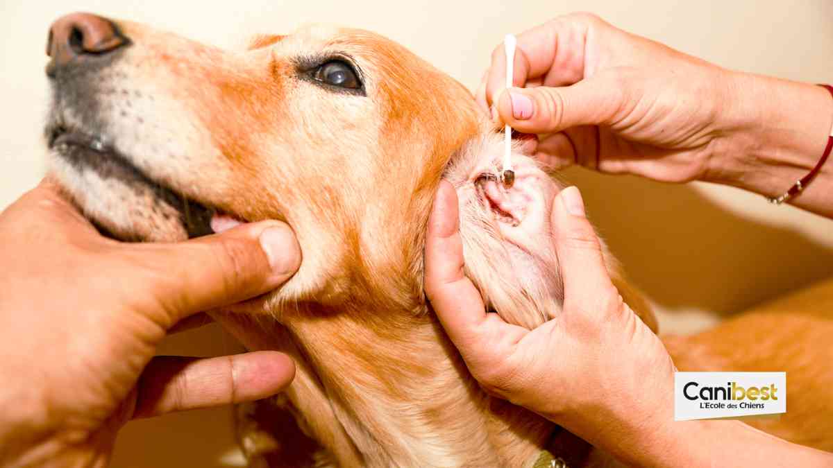 Nettoyer les oreilles d'un chien - prendre soin de son animal