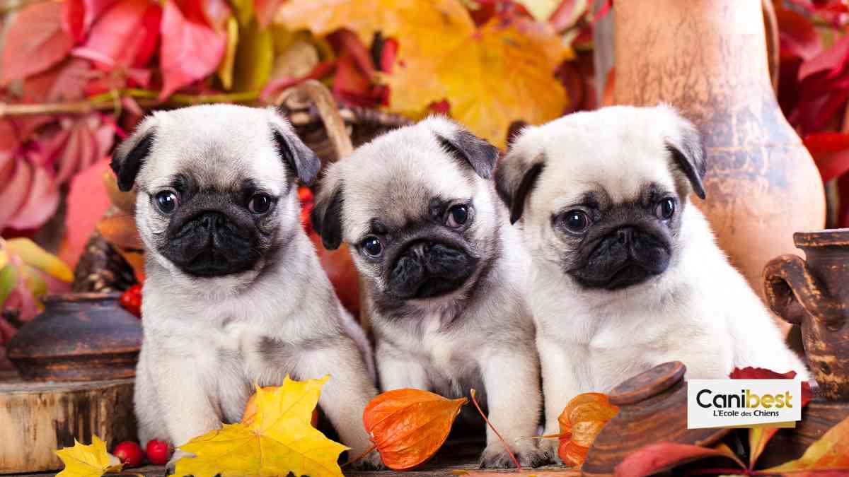 Noms de chiens en C - Mâle ou femelle