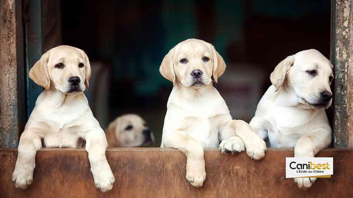 Noms de chiens en I - Mâle ou femelle