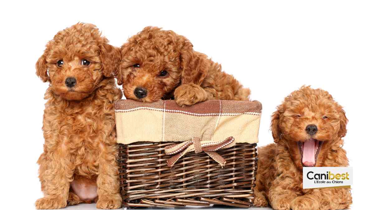 Noms de chiens en J - Mâle ou femelle